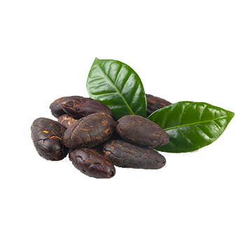 Almacenamiento-de-cacao Almacenamiento-de-cacao